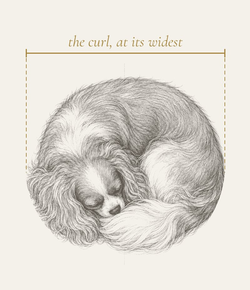 Edition 7. How to Measure Your Dog for a Bed, or Anything They Rest In